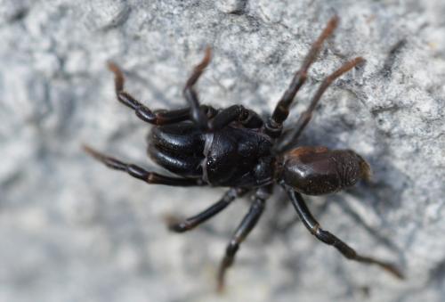 Réf. 311 162 : Atypus affinis